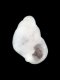 Odostomia sp. - 0.7 mm - RC 2768