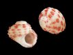 Gibbula sp. - 2.0 mm - RC 3596