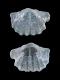 Argyrotheca-cuneata-juv-2.8-mm-RC-B023-Lanzarote