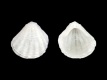 Condylocardia verdensis (ALBINO) - 1.45 mm - RC 4842