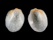 Limopsis-sp.-juv-2.2-mm-RC-5079