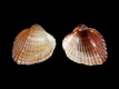 Parvicardium exiguum - 9.0 mm - RC 4016