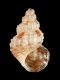 Alvania canariensis - 1.8 mm - RC 3738