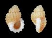 Canarische Eilanden - Gastropoda (micro)