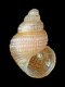 Alvania multiquadrata - 1.8 mm - RC 3295