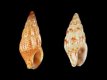 Anachis avaroides - 6.0_5.3 mm - RC 2857 [a]