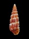 Bittium incile - 4.9 mm - RC 3995