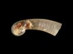 Caecum sp. (protoconch) - 0.8 mm - RC 3353