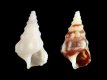 Cerithium vulgatum (juv) - 4.2 mm - RC 2844