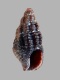 Chauvetia-affinis-4.1-mm-RC-5088-a1