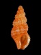 Chauvetia-turritellata-turritellata-4.8-mm-RC-5046-