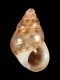 Crisilla depicta - 1.8 mm - RC 4068