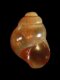 Eatonina fulgida - 1.15 mm - RC 3337