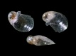 Gastropoda sp. (juv) [a1] - 0.8 mm - RC4102