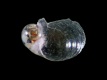 Gastropoda sp. (juv) [a2] - 0.8 mm - RC4102