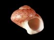 Gibbula aurantia [a1] - 2.8 mm - RC 3804