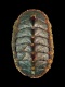 Lepidochitona canariensis [a1] - 7.5 mm - RC 4025