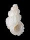 Manzonia guitiani - 2.3 mm - RC 3286