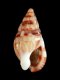 Nassarius cuvierii - 8.0 mm - RC 3237