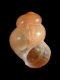 Nodulus contortus - 0.85 mm - RC 3386