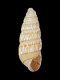Odostomella doliolum - 2.7 mm - RC 3817