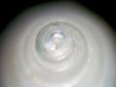 Odostomia hierroensis [a4] (detail) - 2.0 mm - RC 3803