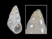 Odostomia plicata - 1.4 mm - RC 4831