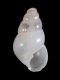 Odostomia scalaris - 2.0 mm - RC 2644