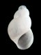 Odostomia sp. - 0.95 mm - RC 3340