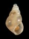 Odostomia sp. - 1.3 mm - RC 3299