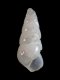 Odostomia sp. - 2.0 mm - RC 3297