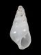 Odostomia sp. - 2.25 mm - RC 4074