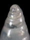 Odostomia sp. (detail) - 2.25 mm - RC 4074