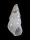 Odostomia striolata - 2.0 mm - RC 2755