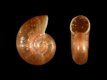 Omalogyra atomus  - 0.7 mm - RC 3387