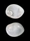 Operculum sp. 2 - 1.2 mm - RC 3598