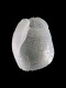 Philine intricata (juv) - 1.45 mm - RC 4844