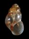 Setia jansseni - 0.9 mm - RC 3336