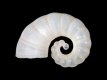 Spirula spirula (juv) [a1] - 7.7 mm - RC 3654