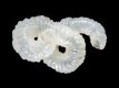 Thylaeodus rugulosus (juv) - 4.5 mm - RC 3812