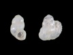 Thylaeodus rugulosus (protoconch) - 0.8 /0.85 mm - RC 4104