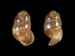 Thylaeodus rugulosus (protoconch) [b] - 0.75 mm - RC 3708