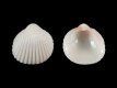 Acanthocardia tuberculata (juv) [a] - 12 mm - RC 1470