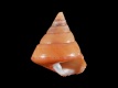 Calliostoma-conulus-16.8-mm-RC-5043-