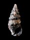 Cerithium rupestre - 14 mm - RC 3240