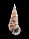 Cerithium vulgatum - 41 mm - RC 3223 [a]