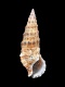 Cerithium vulgatum - 45 mm - RC 4004