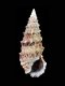 Cerithium vulgatum - 47 mm - RC 3223 [b]