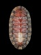 Chiton-canariensis-21-mm-RC-4883-