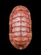 Chiton-canariensis-32.5-mm-RC-4827-